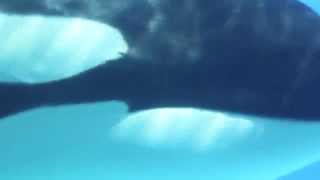Killer Whales Mating