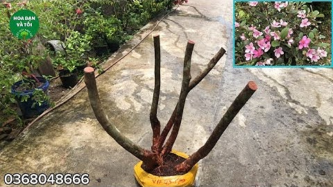 Bụi sim tím 5 thân vanh đều rễ nhiều (400k)