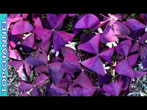 Video: Cuidado de Oxalis de hoja de palma: Consejos para cultivar Oxalis Palmifrons