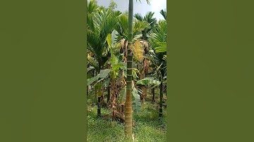 Adke thota ( Arekanut plant)