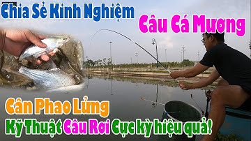 Cách Câu Cá Mương | Chia Sẻ Kinh Nghiệm Câu Cá Mương bằng MỒI VUỐT | Cân Phao Lửng Câu Rơi Hiệu Quả