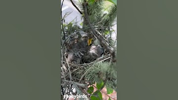 Update on the baby mockingbird’s… A hawk tried to get them today but the momma bird kept it away.