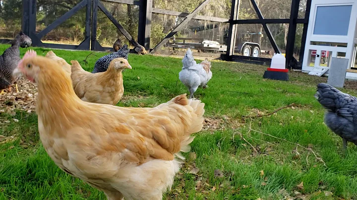 Nutty Acres Chicken Town