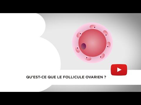 Vidéo: Que sont les follicules ovariens atrésiques ?