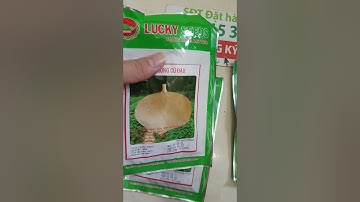 Bán Hạt giống củ đậu