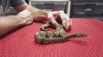 Close up of the GIVEAWAY Snakes and NEWS