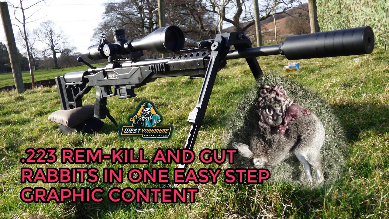 .223 daytime rabbit shoot, GRAPHIC CONTENT - YouTube