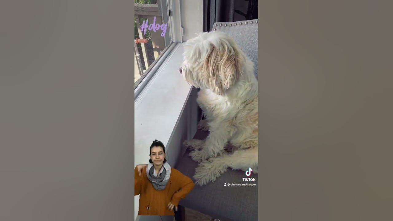 i-like-to-eat-cat-poop-dogsoftiktok-dogs-dogshorts-youtube