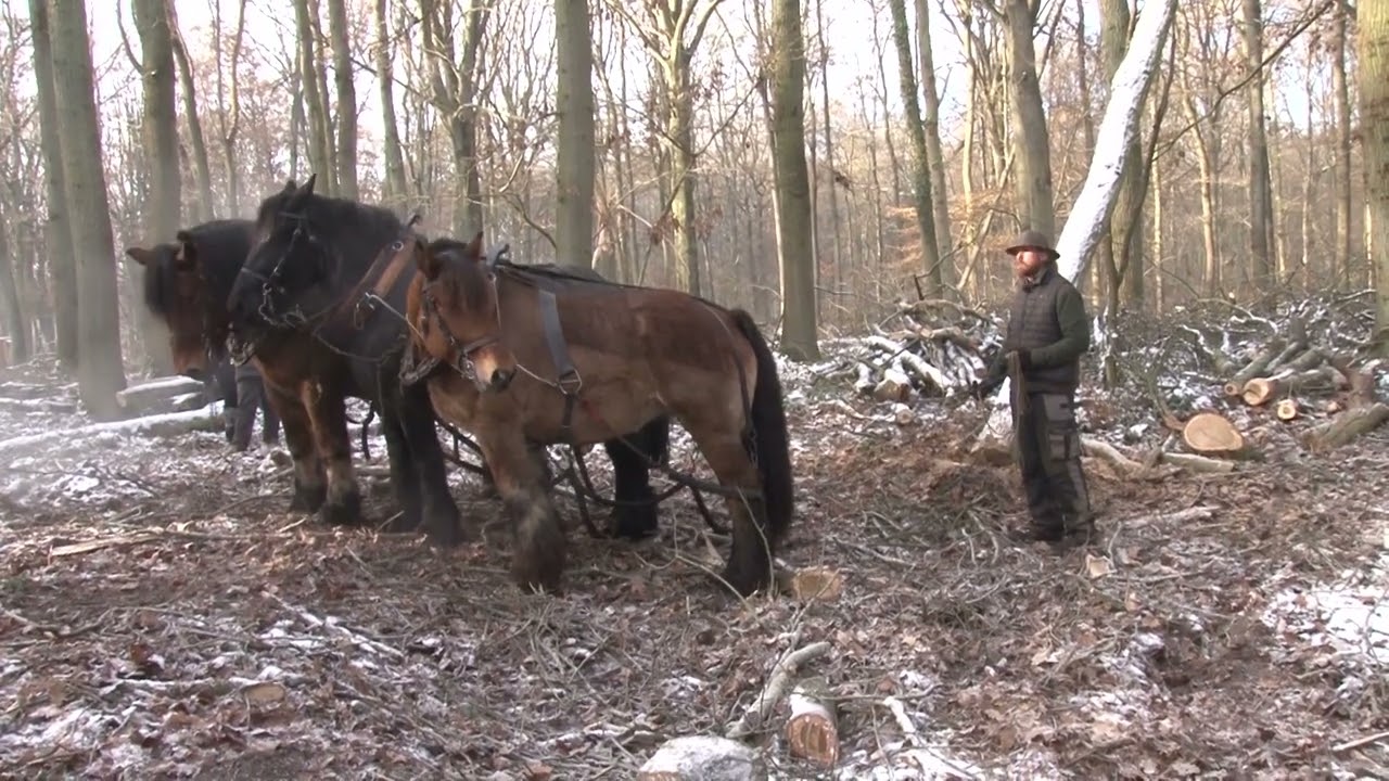 Trait du Nord Part 3 (Débardage).