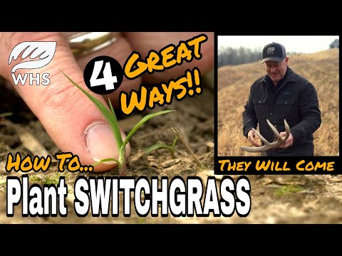 4 EZ Ways To Plant Switchgrass