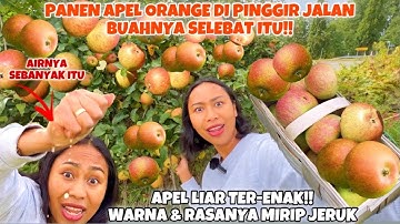 PERTAMA KALINYA PANEN APEL ORANGE DI PINGGIR JALAN