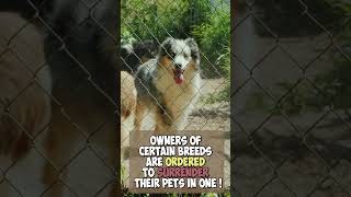 Egypt Banned Every Dog Breed Expect For 10!