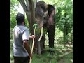Feeding a Sick Elephant 🐘