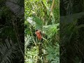 Adventure of Natural forest #nature #forest #birds