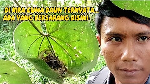 AKU KIRA SARANG ULAT TERNYATA SARANG BURUNG PRENJAK LUMUT