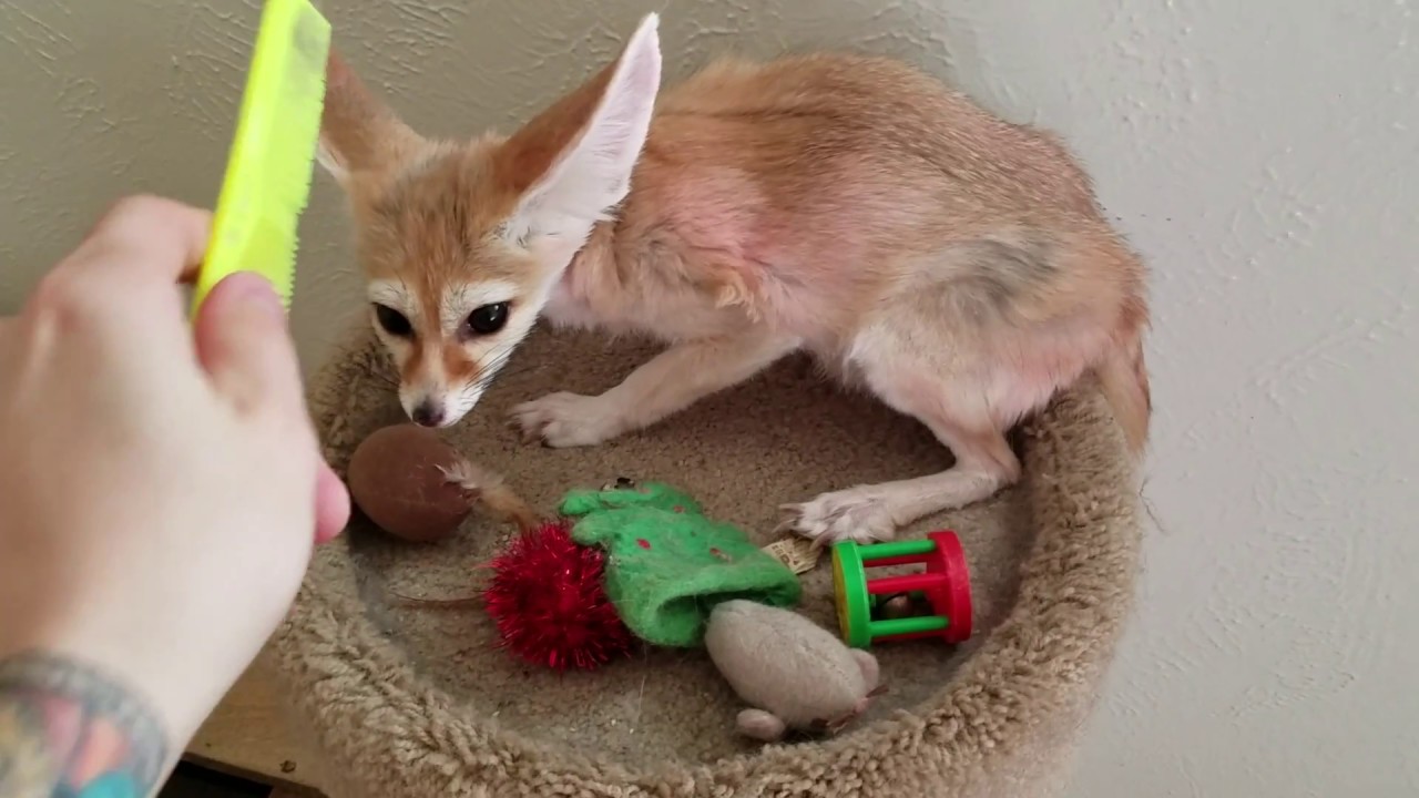 skydive chicago Combing a Shedding Fennec Fox