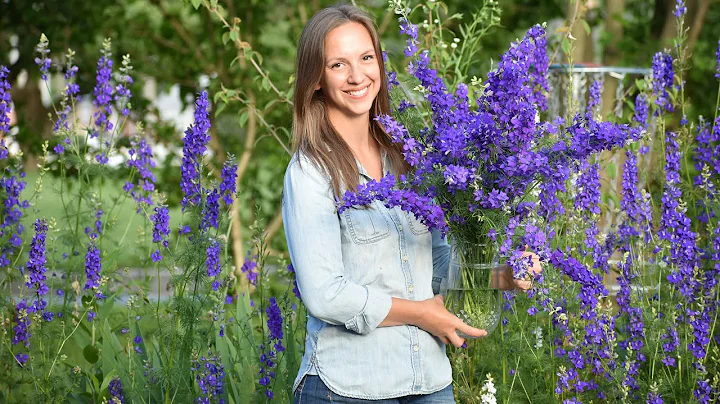 How to grow and harvest larkspur for fresh or dried arranging // Northlawn Flower Farms