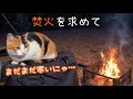 焚火の暖かさに引き寄せられて猫が来た！一緒に焚火で温まりました。