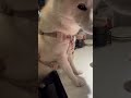 這位小姐爬上餐桌 成何體統