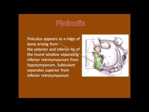 ponticulus,subiculum, finiculus0