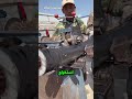  تقشير الكوابل العملاقة بدقة مذهلة