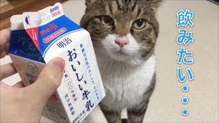 どうしても牛乳を飲みたい猫が可愛いすぎるww