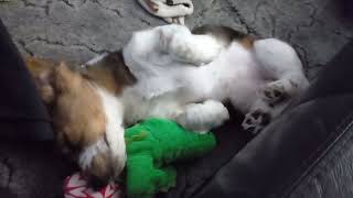 Puppy Blossom having a nap! by Blossom the Basset Hound 137 views 1 month ago 26 seconds