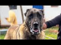 KARAKIRÇIL ÇOBAN KÖPEKLERİ ~ Altınyayla Sivas Dark Colour Kangal Dogs