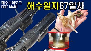 😄수류모터,스키머컵청소,소라게껍질줍기[폭스페이스,니모,블루탱,옐로탱,안티아스,LPS][해수브이로그]