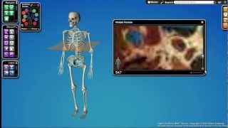 Cyber-Anatomy - General Overview