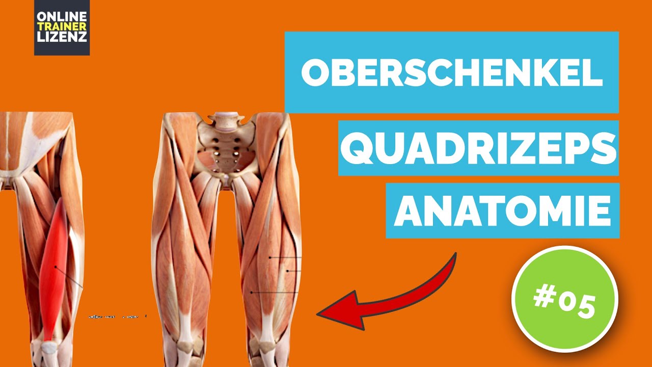 Muskulöse Beine / Anatomie Musculus Quadriceps femoris / Lerninhalt B-Lizenz
