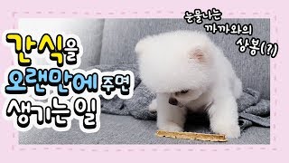 강아지에게 간식을 오랜만에 주면 생기는 일