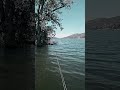 لو كنت عازف باس