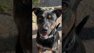 Adopt Jagger,  a Super Friendly & Social Rottweiler🥺🐾 #shorts #rottweiler