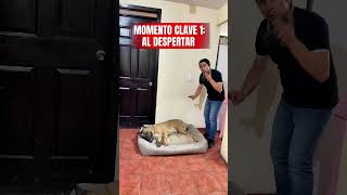 ¿Cómo enseñar a tu perro donde hacer del baño? 👌🏻💯🐶 #perros #canecorso #malinois #mascotas