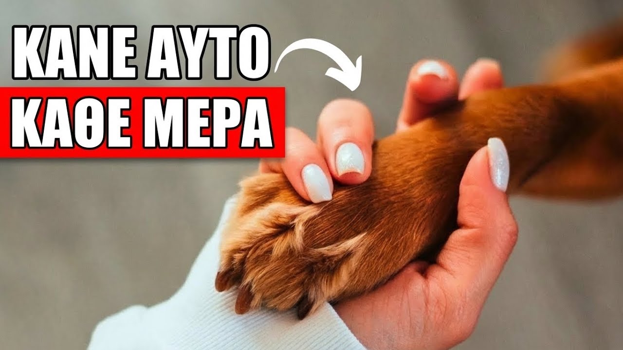 5 &Mu;&upsilon;&sigma;&tau;&iota;&kappa;ά &Pi;&omicron;&upsilon; &Mu;&Epsilon;&Tau;&Alpha;&Mu;&Omicron;&Rho;&Phi;&Omega;&Nu;&Omicron;&Upsilon;&Nu; &Tau;&eta; &Zeta;&omega;ή &Tau;&omicron;&upsilon; &Sigma;&kappa;ύ&lambda;&omicron;&upsilon; &Sigma;&omicron;&upsilon;! (&Delta;&epsilon;&nu; &Theta;&alpha; &Pi;&iota;&sigma;&tau;έ&psi;&epsilon;&iota;&sigmaf; &Tau;&omicron; #3) Thumbnail