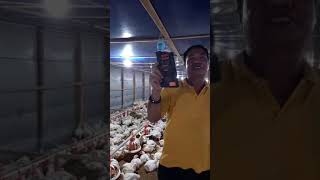 Ayam Pedaging Lebih Cepat Panen Dan Lebih Berat Dengan Booster Boost Farm