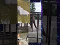 【クリティカルやめて】カピバラに直でお願いしてみたwww【直談判】
