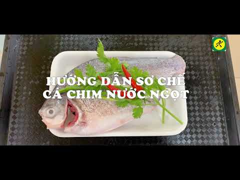 Cá Chim Nước Ngọt - [HƯỚNG DẪN SƠ CHẾ] CÁ CHIM NƯỚC NGỌT