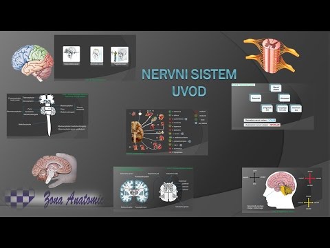 Centralni Nervni Sistem - 1. Uvod
