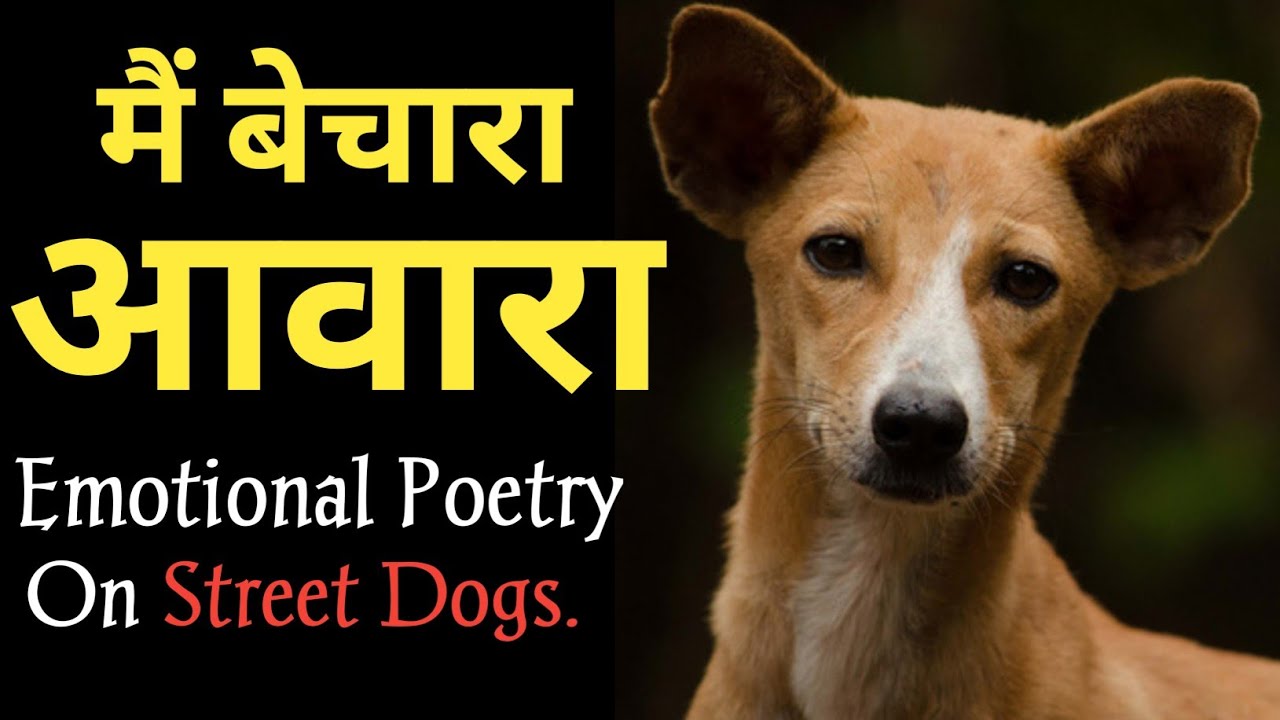 Poem On Dogs Hindi Poem On Street Dogs Emotional Shayari आवारा