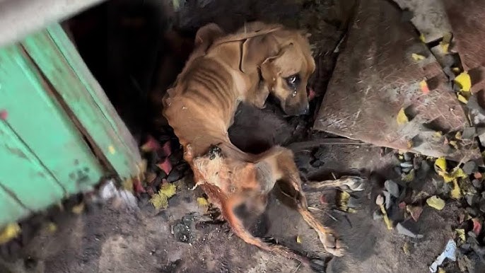 Abandoned Dog Protects Tiny Kitten in Landfill—What We Saw Next Broke Our Hearts - YouTube
