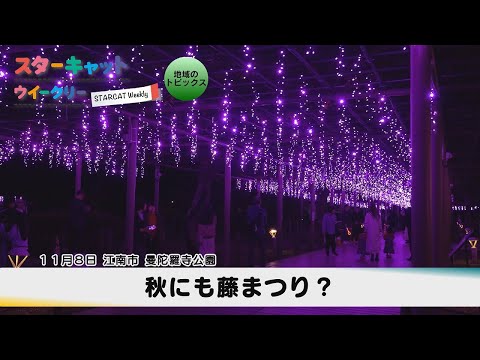 秋にも藤まつり？【スターキャットウイークリー】2025年11月13日放送