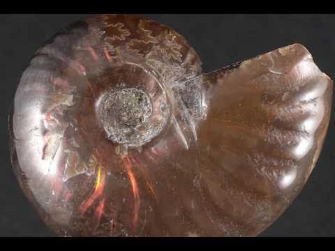 k*o様 アンモナイト化石(565) ファイヤーアンモナイト 化石 11.6g / Ammonite Fossil - YouTube