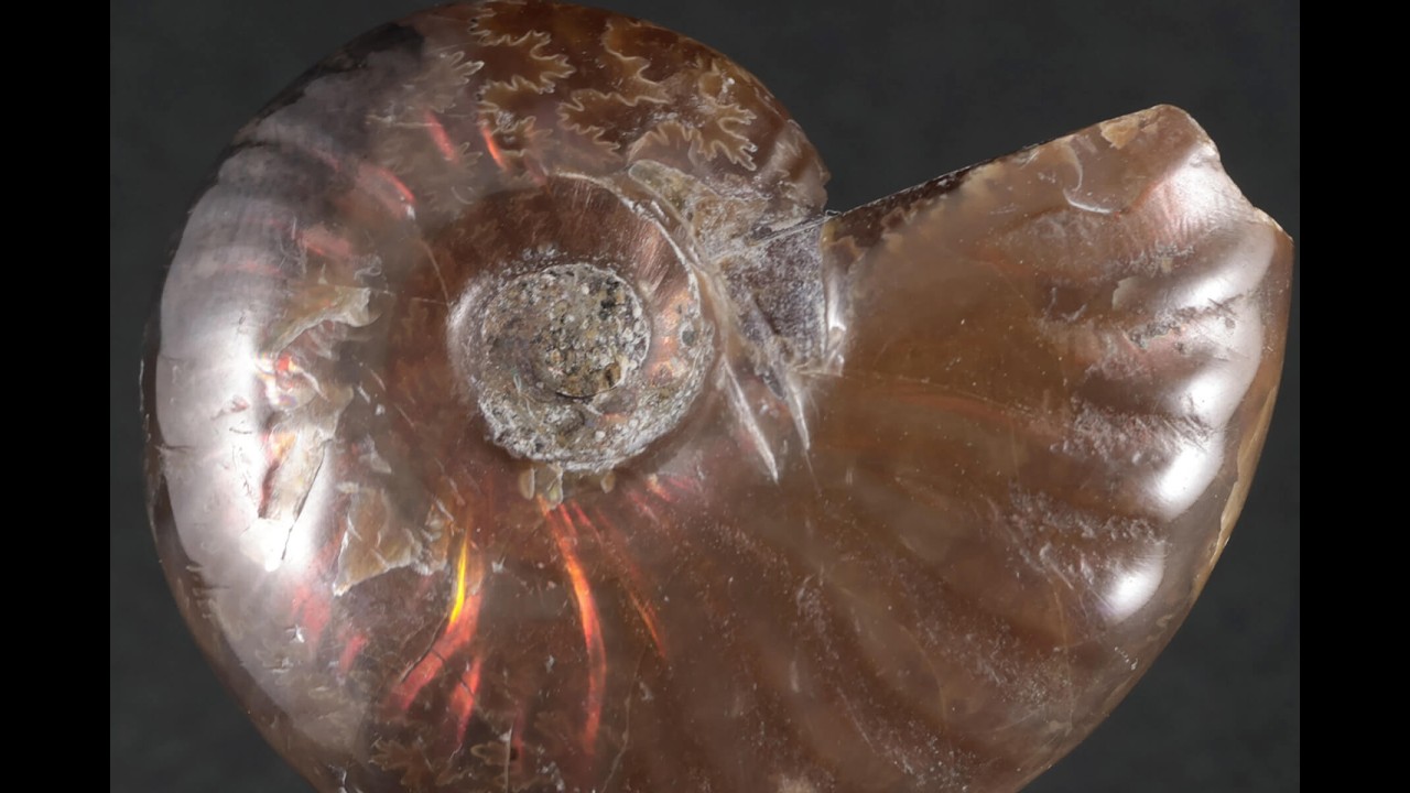 ファイヤーアンモナイト 化石 11.6g / Ammonite Fossil - YouTube