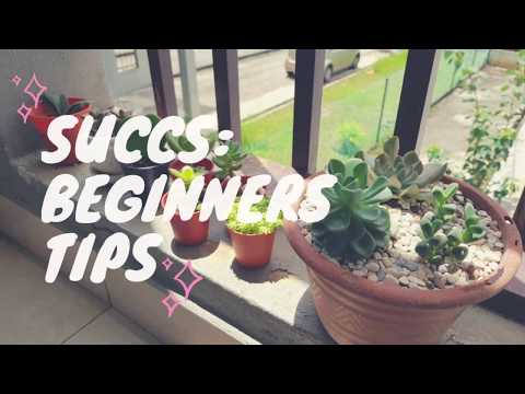 Video: Cara menjaga succulents di rumah: petua
