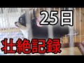 【犬 膝蓋骨脱臼】整復法も手術もせず25日で回復するまでの壮絶な記録～究極の治し方｜重症のパテラから完全な体を取り戻すまで