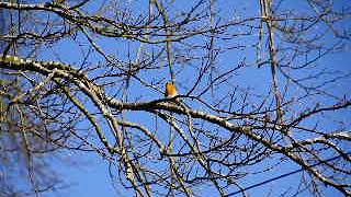 Robin Singing Crookedshields East Kilbride