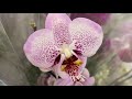 Какие орхидеи во втором Леруа Мерлен? по 595 руб Претти Романс, Претория, ...