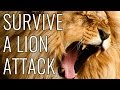 How To Survive A Lion Attack